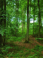 Forêt de Saint-Amand-les-Eaux dans le Nord