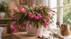Cactus de noël Entretien : Comment entretenir & Faire Fleurir ?