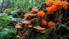 Champignon Orange sur Bois mort : Identification et Risques