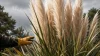 Herbes de la Pampa danger interdite, le saviez-vous ? Risques