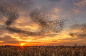 Quand partent les étourneaux sansonnets ? Périodes migration