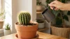 Comment arroser un Cactus ? Arrosage & Conseils plantes