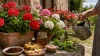 Recette de Grand-Mère pour avoir de Beaux Géraniums : Astuces