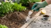 Comment détruire un nid de fourmis dans le jardin ? Astuces