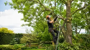 Conseil élagage brico-relax.fr : Comment bien élaguer un arbre 🌳