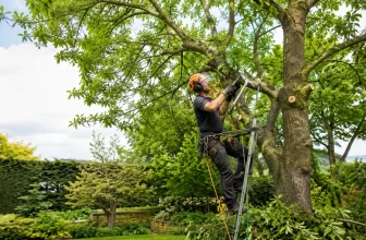 Conseil élagage brico-relax.fr : Comment bien élaguer un arbre 🌳