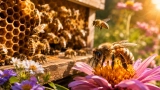 Combien de Temps vit une Abeille ? Quelle est la durée de vie ?