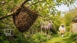 Combien de temps reste un essaim d&rsquo;abeille au même endroit ?