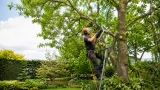 Conseil élagage brico-relax.fr : Comment bien élaguer un arbre 🌳