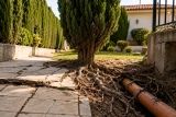 Cyprès Inconvénients : Les Risques pour votre Maison ⚠️