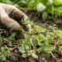 Peut-on mettre 2 Abris de Jardin de 5m2 ? Installer sur Terrain